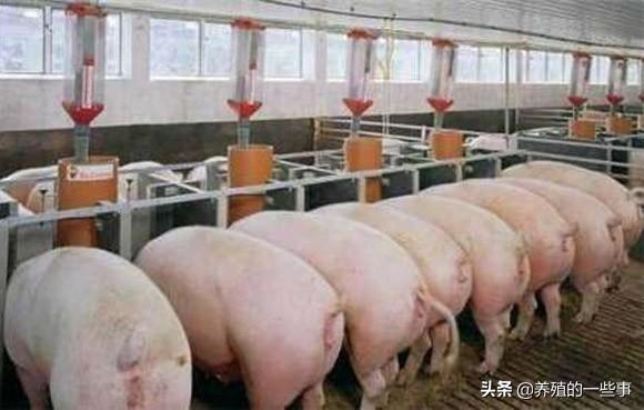 适合养猪人看的经典语录,句句触动人心