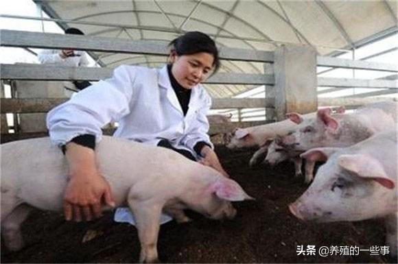 适合养猪人看的经典语录,句句触动人心