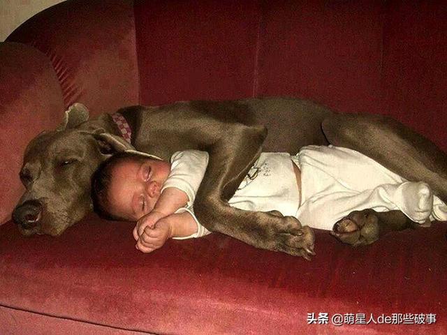 孩子和狗狗在一起的快乐,没有谁能比得了!