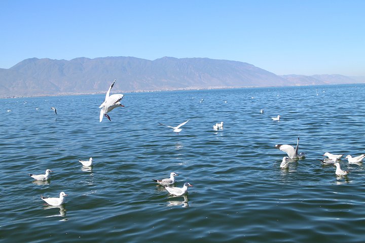 洱海经典句子(洱海文案简短)