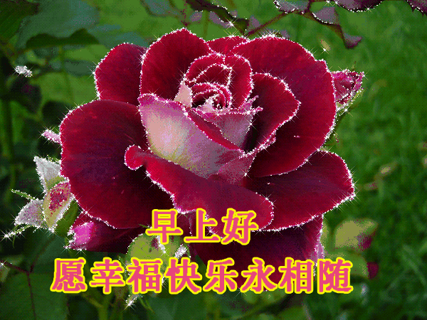 温馨的早安祝福语句子简短 唯美的早上好祝福图片带字带祝福语