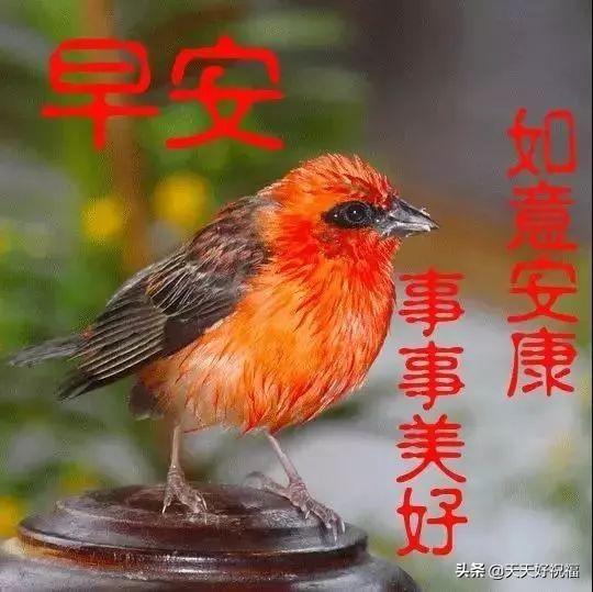 浪漫的早安问候语句子送爱人,亲爱的早上好正能量问候语