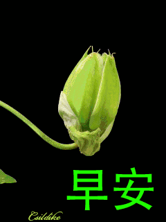 星期一最美早上好问候语和关心话,早上好问候语祝福句子