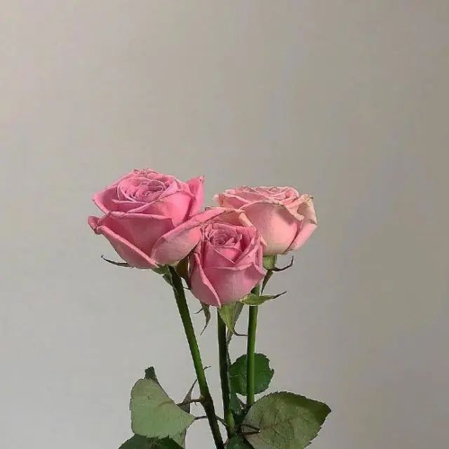 微信里面很阳光的句子,像温柔的风,温暖心灵-句子橘 微信里面很阳光的句子,像温柔的风,温暖心灵-句子橘
