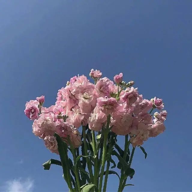 微信里面很阳光的句子,像温柔的风,温暖心灵-句子橘 微信里面很阳光的句子,像温柔的风,温暖心灵-句子橘