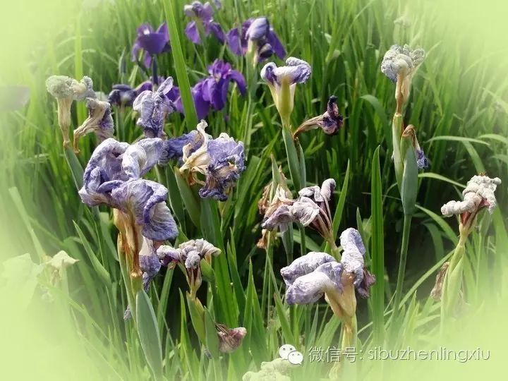 花凋谢的伤感句子(花枯萎了伤心的说说)