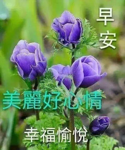 早上好的问候语阳光句子早晨好表情图片祝福-句子橘 早上好的问候语阳光句子早晨好表情图片祝福-句子橘