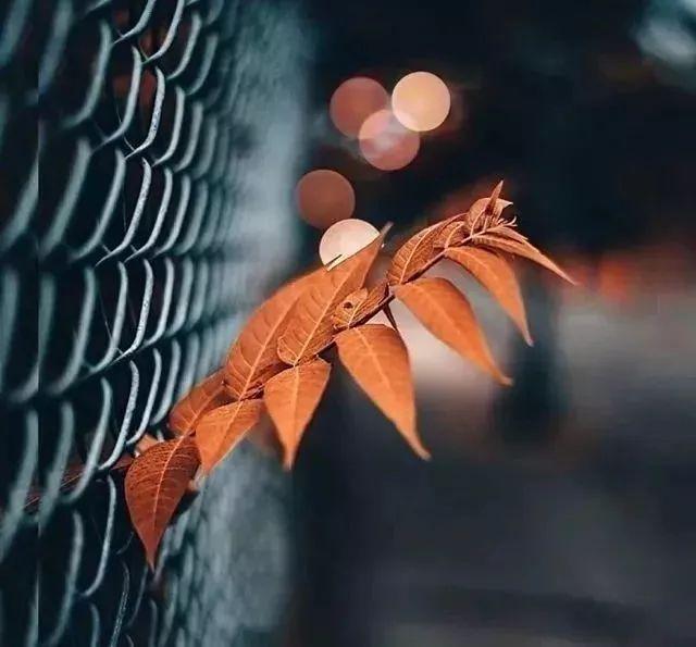 落叶的伤感!(经典)