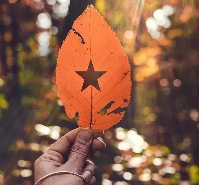 落叶的伤感!(经典)