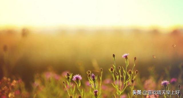 关于花的伤感个性签名