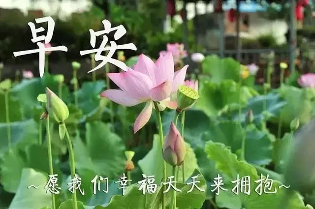 心情好的句子祝福语问候语早安心语正能量早安语录-句子橘
