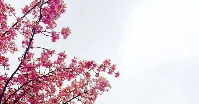 表达伤感失恋的句子,致心累的自己-句子橘 表达伤感失恋的句子,致心累的自己-句子橘