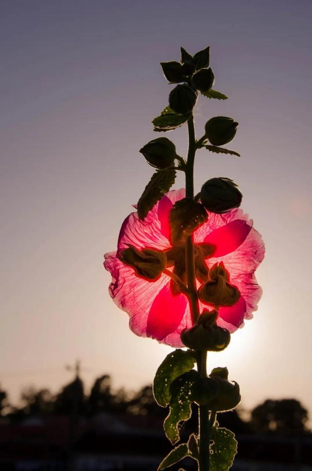 七月流萤染夏,你如夏花灿烂