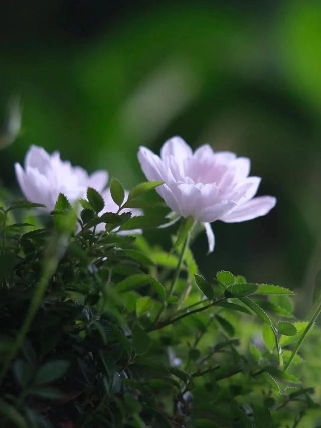 天气突然变冷的句子(适合各种心情的句子)