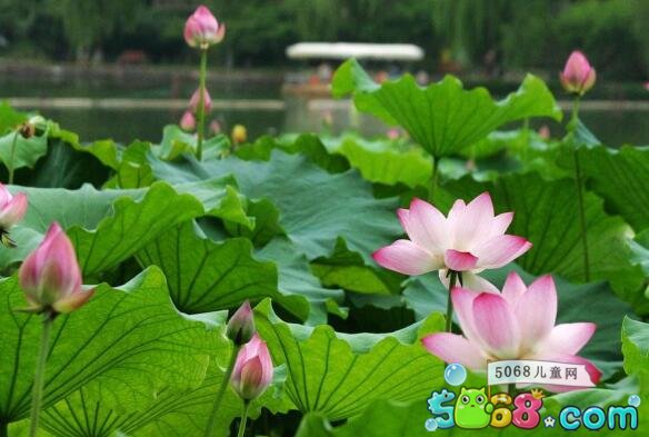 描写夏天天气的句子(夏天的天气描写的片段)