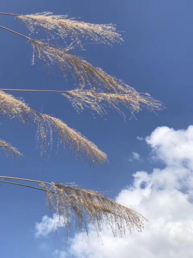 打油盼雨一首