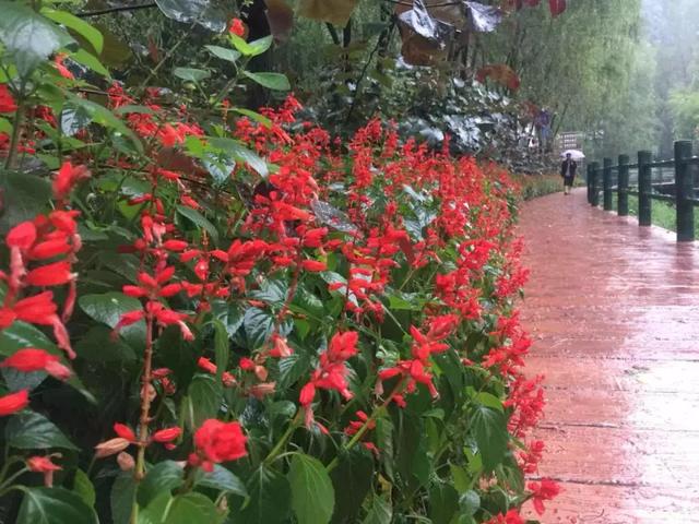 金色九月,烟雨重渡沟