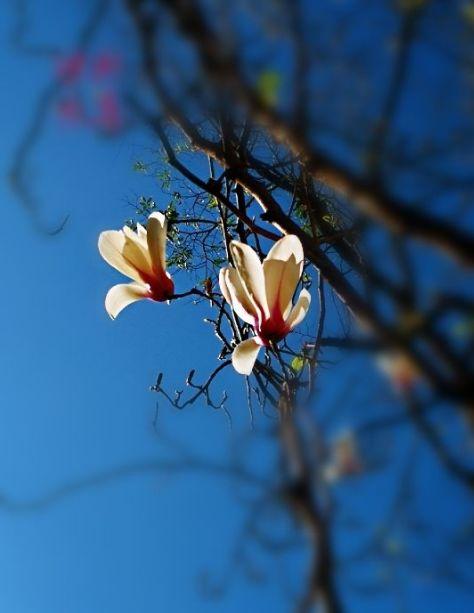 「诗词鉴赏」春寒料峭,这些描写倒春寒的诗句,都好有诗意