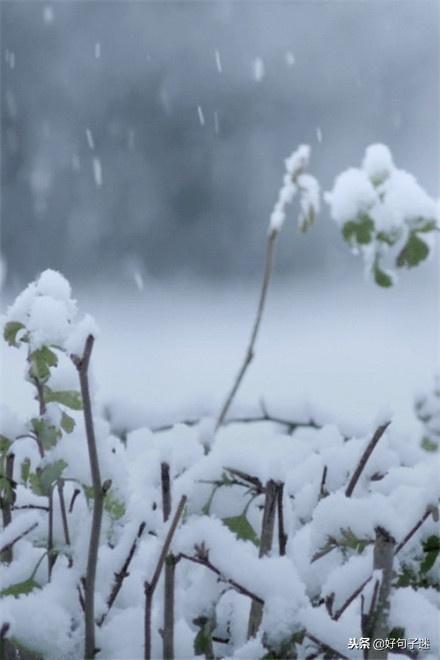 雪天的心情经典句子,文艺优雅,沁人心脾!