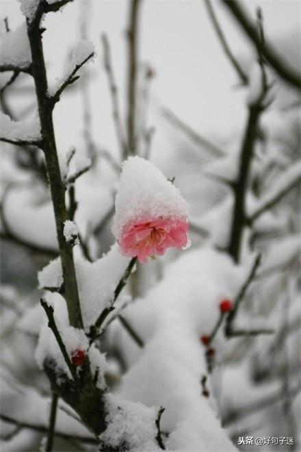 雪天的心情经典句子,文艺优雅,沁人心脾!