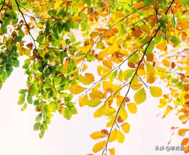 描写秋天景色优美句子100字