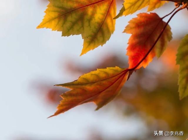 描写秋天景色优美句子100字