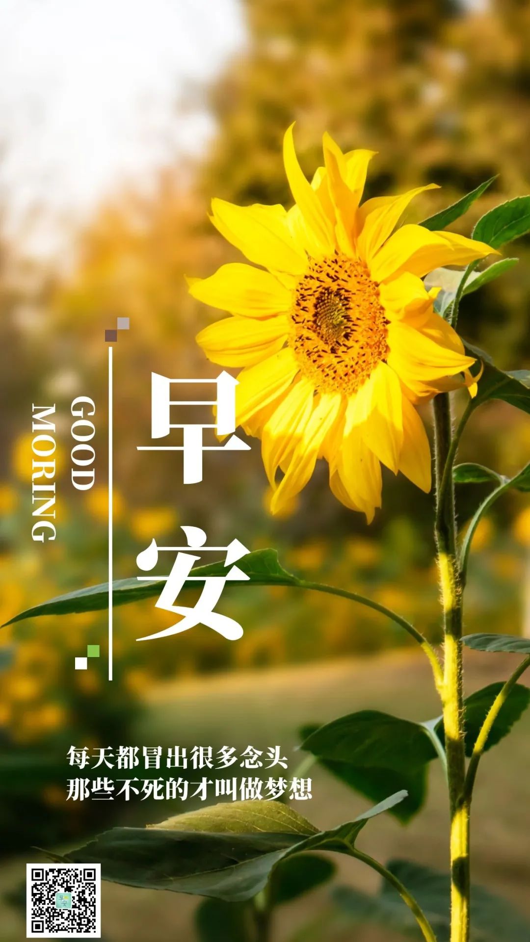 早安心语优美的语句2021励志早安心语配图-句子橘