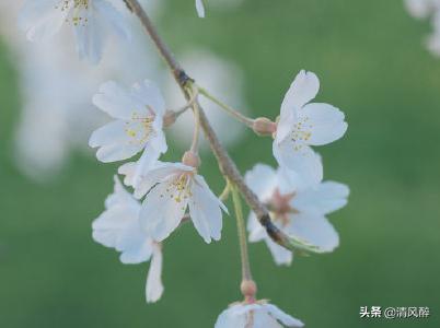 简单的句子唯美八字 简单的句子唯美八字
