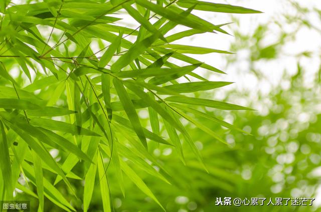 简单生活感悟经典句子短句 简单生活感悟经典句子短句
