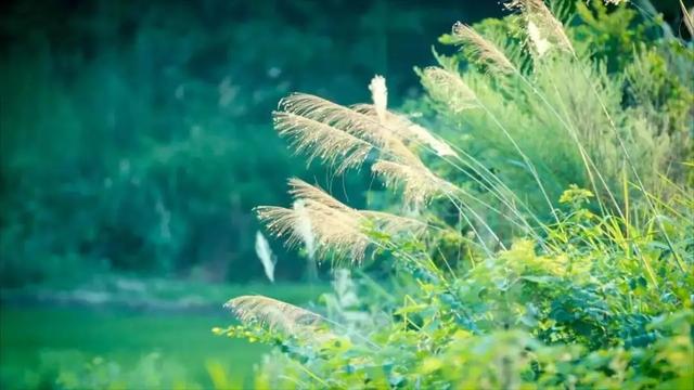 关于立秋的优美句子简单