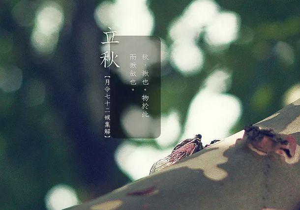 关于立秋的优美句子简单