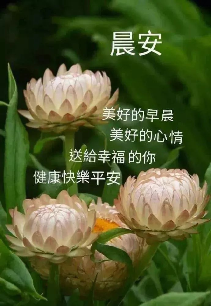 早上好祝福语优美句子早安祝福语最新-句子橘 早上好祝福语优美句子早安祝福语最新-句子橘