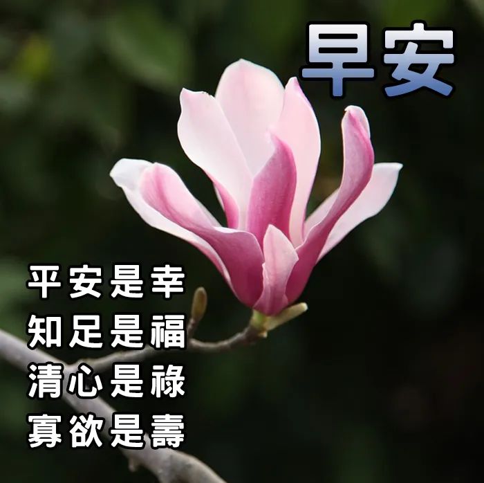 早上好祝福语优美句子早安祝福语最新-句子橘 早上好祝福语优美句子早安祝福语最新-句子橘
