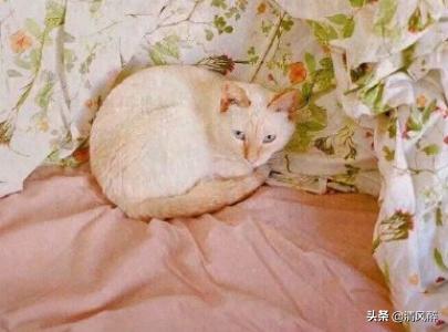 英语简单句子带翻译 英语简单句子带翻译
