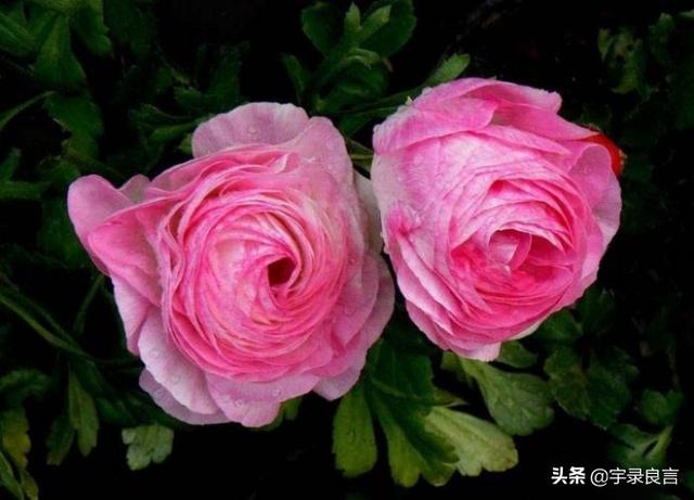 生活简单精致唯美句子 生活简单精致唯美句子