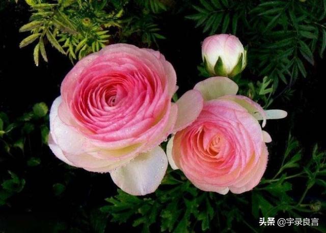 生活简单精致唯美句子 生活简单精致唯美句子