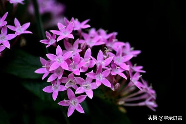 生活简单精致唯美句子 生活简单精致唯美句子