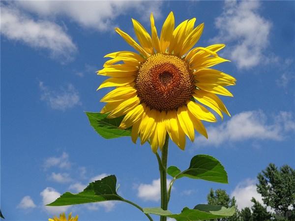 简单人生句子表达心情短语 简单人生句子表达心情短语