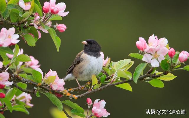 形容简单的饭菜的句子 形容简单的饭菜的句子