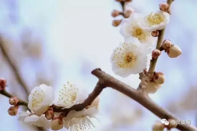 小学生描写春天景色的优美句子-句子橘 小学生描写春天景色的优美句子-句子橘
