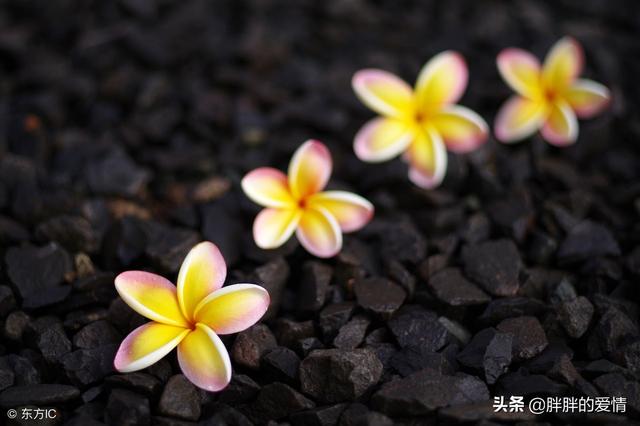 简简单单生活心情短句子 简简单单生活心情短句子
