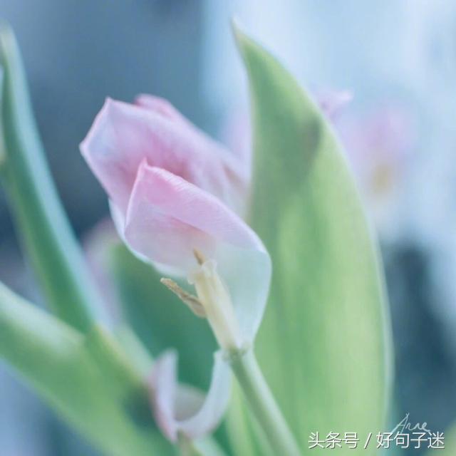 简简单单的爱情句子 简简单单的爱情句子