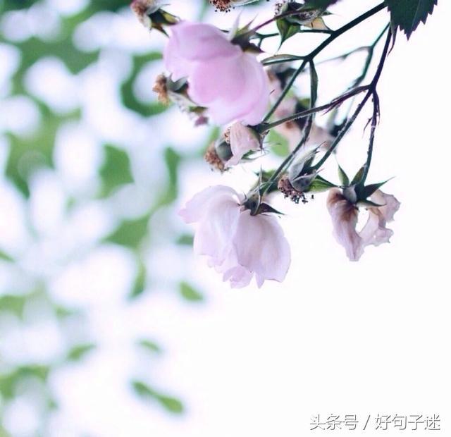简简单单的爱情句子 简简单单的爱情句子