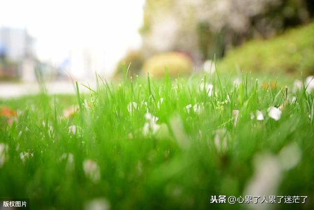 人生看似简单的句子 人生看似简单的句子