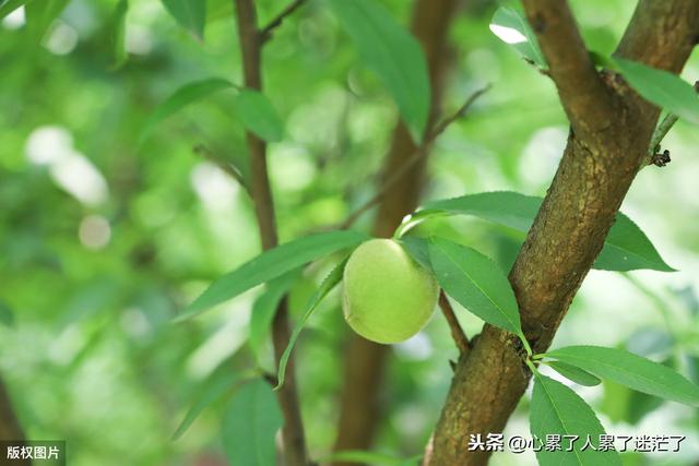 人生看似简单的句子 人生看似简单的句子