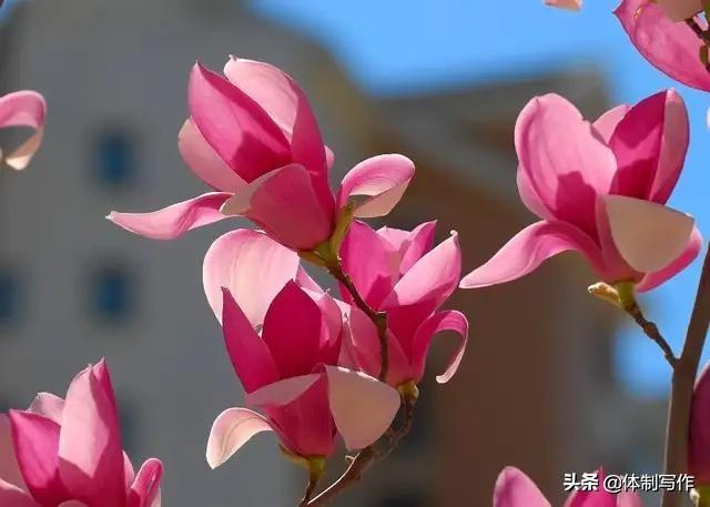 关于抗疫句子44字 关于抗疫句子44字