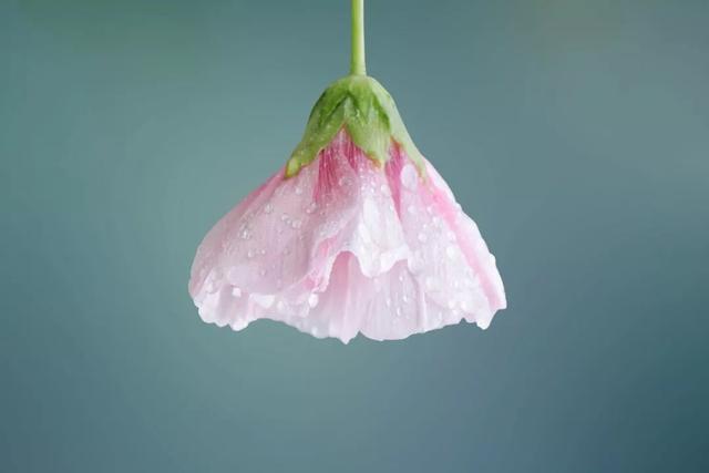 掬水月在手,弄花香满衣:50句超唯美的宝藏短句,看一眼就爱上