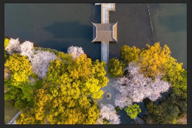 关于樱花的抗疫句子 关于樱花的抗疫句子