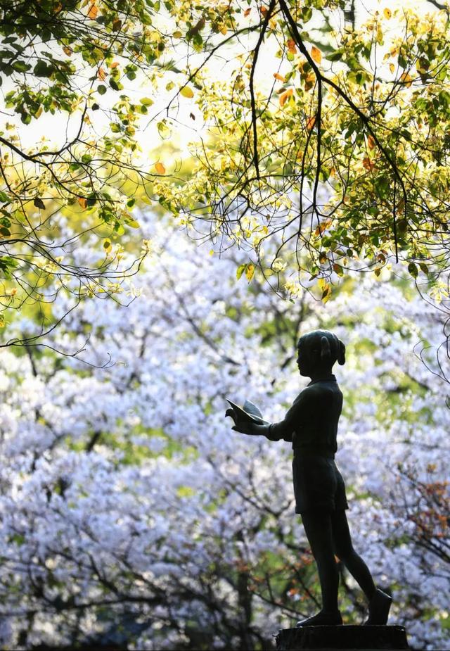 关于樱花的抗疫句子 关于樱花的抗疫句子