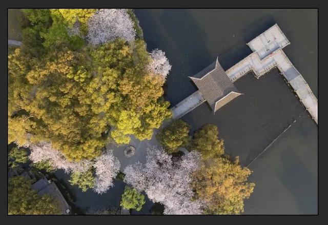 关于樱花的抗疫句子 关于樱花的抗疫句子